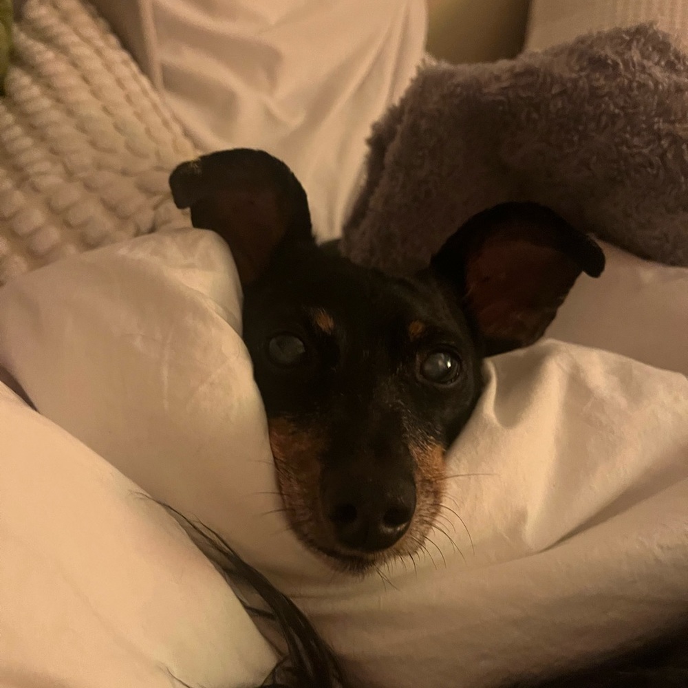 Meet your Posher, Maya